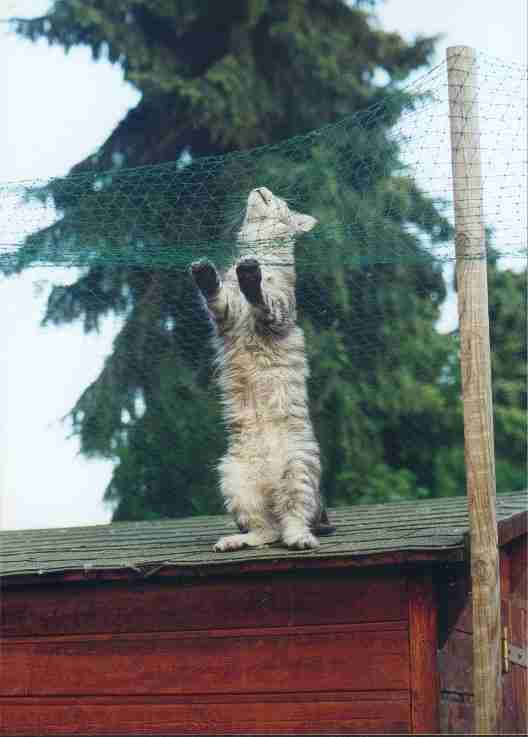 Maine Coon