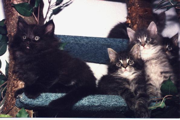 Maine Coon